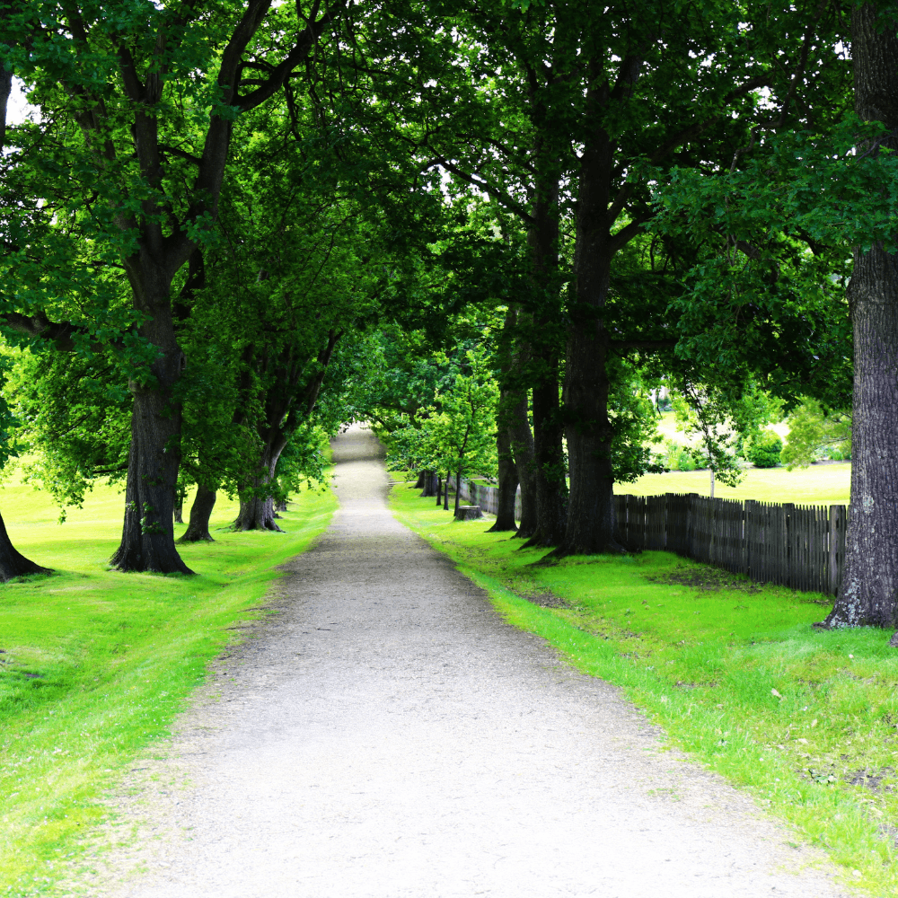 Avenue plantation