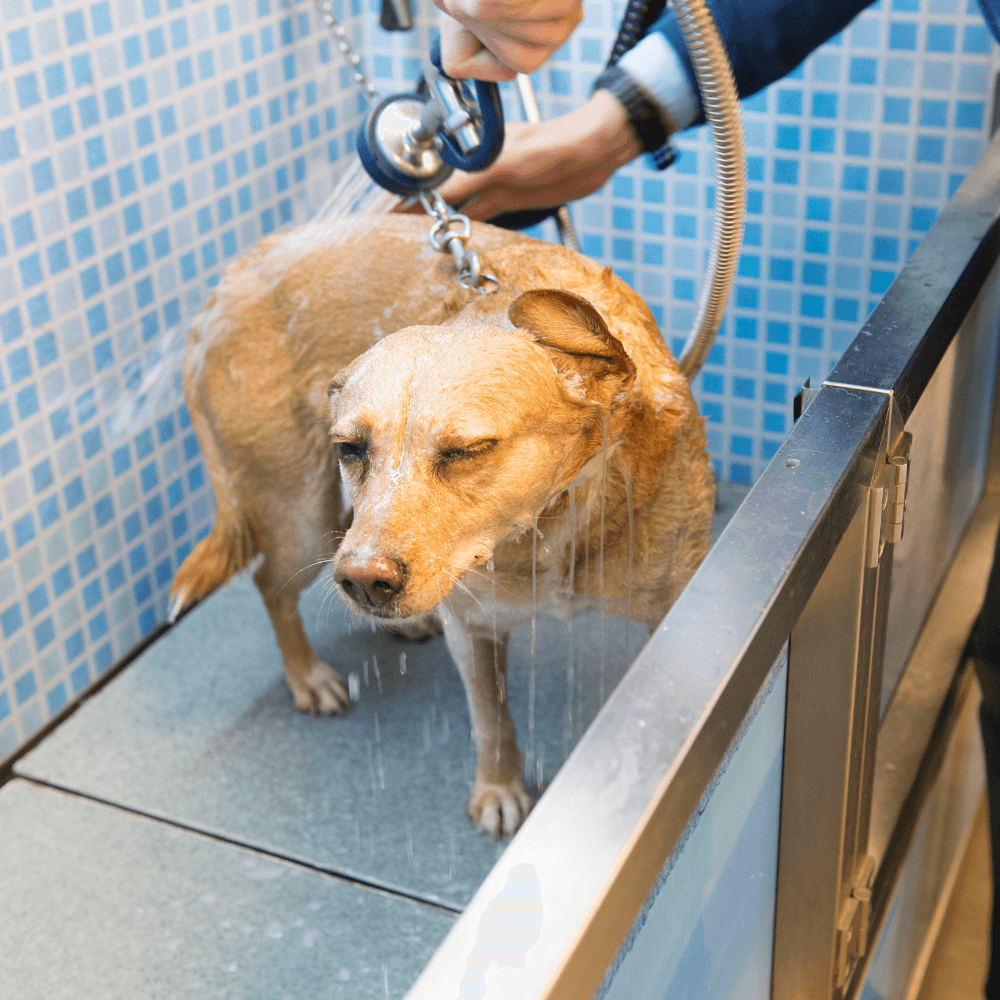 Pet-friendly zone with washing station