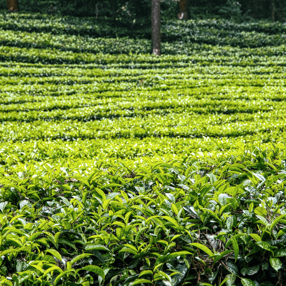 Herbal garden