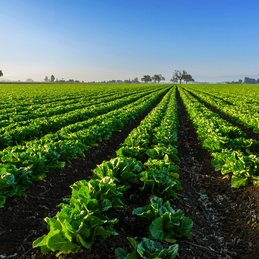 Fascinating Organic Farm